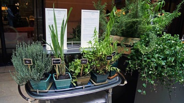 Salon des métiers du Plaza Athénée - Art de la Salle - plantes aromatiques