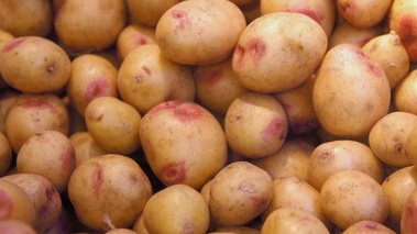 Pommes de terre - oeil de sologne